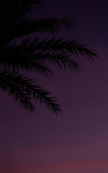 Sky, Twilight, Dark, Palm, Branches, Dusk HD phone wallpaper