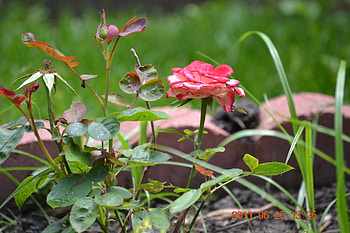 red flower, white, green, red, flower HD wallpaper