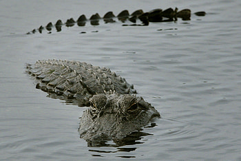 The American, Alligators HD wallpaper
