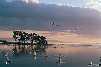 Asadokoro Coast, japanese, bird, coast, japan, crane, scenery, clouds, nature, ocean HD wallpaper