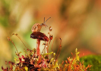 On the Lookout, shell, toadstool, moss, cute, funny, mushroom, snail HD wallpaper