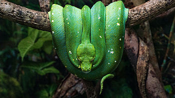 Green python , resolution, Tree branch reptile, Coiled snake HD wallpaper
