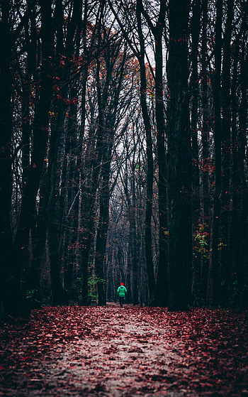 Nature, Autumn, Forest, Foliage, Human, Person, Lonely, Alone, Run, Running HD phone wallpaper