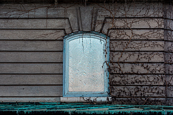 Miscellanea, Miscellaneous, Branches, Wall, Window, Facade HD wallpaper