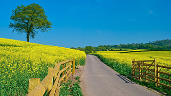Nature, Flowers, Summer, Road, Enclosure, Fencing, Day, Slopes, Open Spaces, Expanse HD wallpaper
