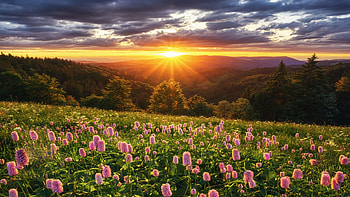 Sunset in the Black Forest, Germany, wildflowers, hills, landscape, clouds, colors, sky, flowers, sun HD wallpaper