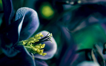 Flower, Macro, Dark, Petals, Stamens HD wallpaper