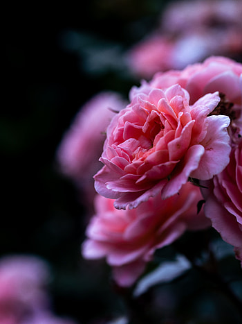 Pink, Flower, Macro, Rose Flower, Rose, Petals, Close-Up HD phone wallpaper