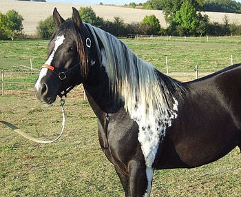 Black Paint, paint, american, horses, black HD wallpaper
