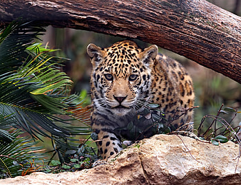 Wild and furious, predator, leopard HD wallpaper