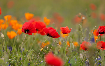 Poppy Flower, Poppies flowers, and mobile, Floral backgrounds HD wallpaper