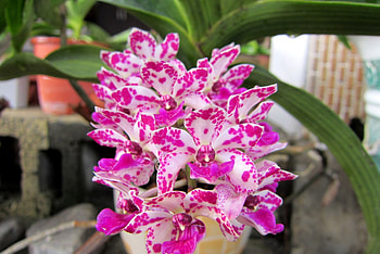 Beautiful orchid, orchid, Beautiful, lovely, pretty HD wallpaper