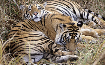 Animals, Grass, Tigers, To Lie Down, Lie HD wallpaper