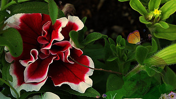 aspiraciones, summer, bluesax, africa queen, flower, bee gees, park HD wallpaper