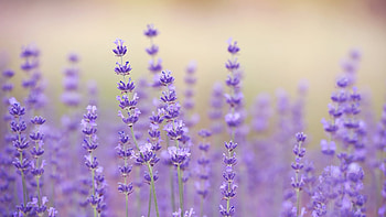 Lavender at San Diego Zoo, Animals & plants, Botanical beauty, Nature's wildlife HD wallpaper