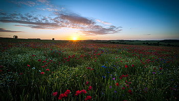 Beautiful View, blue, view, sky, beautiful, flowers, sunset HD wallpaper