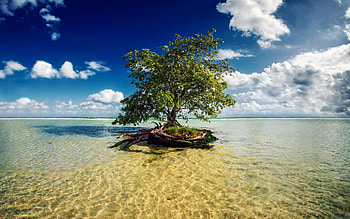 Plants, Trees HD wallpaper