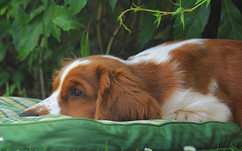 Dog, sweet, animal, dogs, cute, beautiful, puppys, puppy, pretty, animals, lovely HD wallpaper