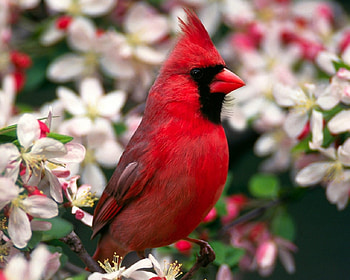 beautiful cardinal, beautiful, bird, cardinal, red HD wallpaper