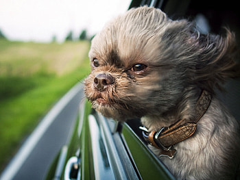 Dog in Car, dog, cool, , in car HD wallpaper