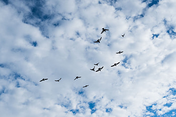 Nature, Birds, Sky, Clouds HD wallpaper