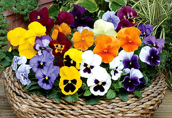 Flowers, Pansies, Bright, Basket HD wallpaper