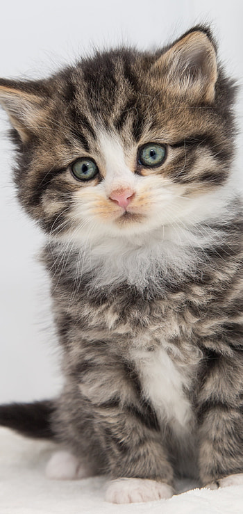 kitten, baby animal, Animal, cat HD phone wallpaper