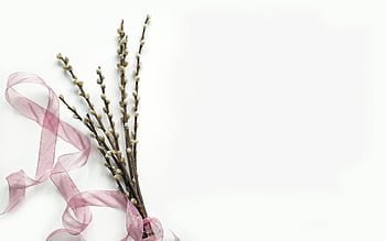 graph of pussy willow branches tied with a pink ribbon on a white background. HD wallpaper