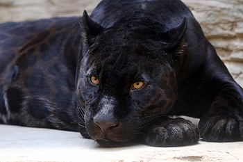Black Panther, predator, relaxed HD wallpaper