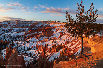 Ancient Bristlecone Pine Over Bryce Canyon , canyon, nature HD wallpaper