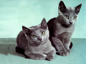 Russsian blue, sweet, kitten, grey, russian blue, cat HD wallpaper