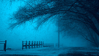 Winter Storm, winter, nature, tree, landscape, snow HD wallpaper