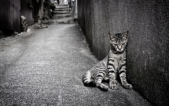 Animals, Kitty, Kitten, Wall, Homeless HD wallpaper