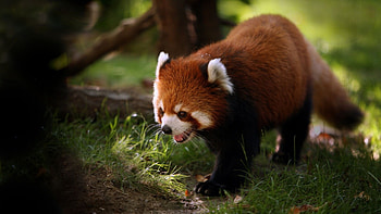 Red panda, Jungle Animal HD wallpaper