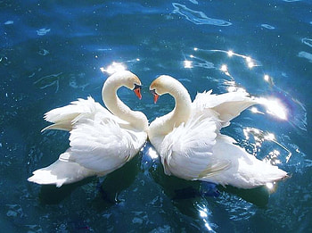 In the sparkling blue, blue, swans, sparkling, light, pair, water HD wallpaper