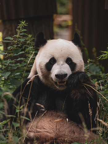 Animals, Muzzle, Animal, Bamboo, Panda HD phone wallpaper
