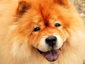 Close-up, Chow Chow HD wallpaper