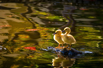 Ducklings, summer, bird, yellow, couple, pasare, water, duckling HD wallpaper