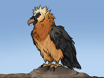 lammgeirer, sharp, bird, look, claws HD wallpaper
