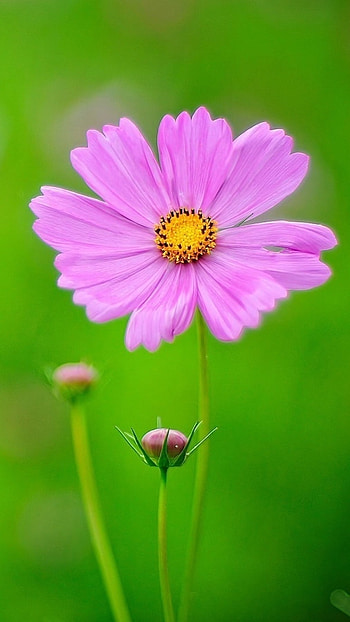 Flowers , Pink Petals HD phone wallpaper