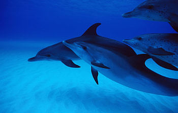 Animals, Dolfins HD wallpaper