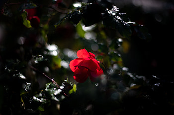 Drops, Macro, Glare, Rose Flower, Rose, Bud, Blur, Smooth HD wallpaper