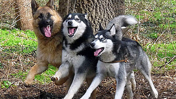 3 Friends, german shepherd, alaskan malmute, pets, siberian husky, wolf HD wallpaper
