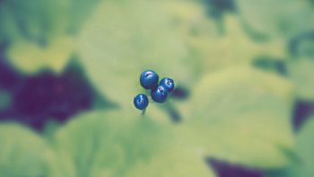 Plant, Macro, Blur, Smooth, Berry HD wallpaper