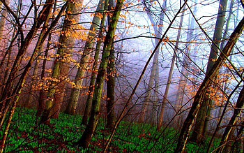 Nature, Trees, Grass, Autumn, Forest, Carpet HD wallpaper