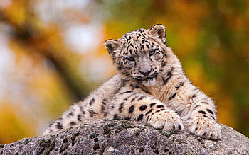 Animals, Snow Leopard, Sit, Predator HD wallpaper