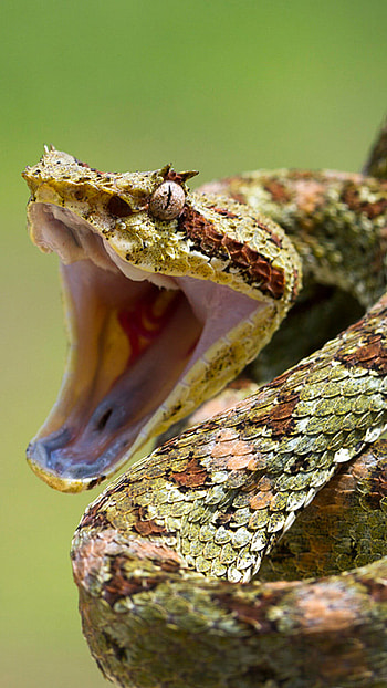 Snake terror, Intense reptilian stare, Thrilling , Fear-inducing visuals HD phone wallpaper