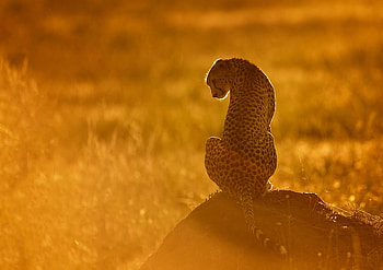Being Alone, sun light, sad emotional, cheetah, orange HD wallpaper