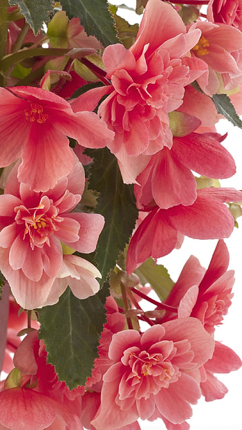 Begonia, Light Pink, Adorable, Flower HD phone wallpaper