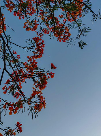 Flowers, Sky, Moon, Bush HD phone wallpaper